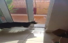 Balkon Kapısını Açan Kedi