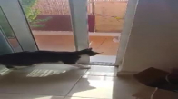 Balkon Kapısını Açan Kedi