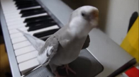Papağanın Sahibiyle Şarkı Söylemesi