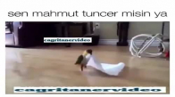 Halay Başı Tutan Papağan