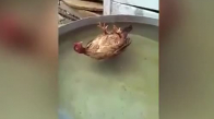 Havuzunda Keyif Yapan Tavuk