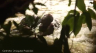 Sulara Kapılan Orangutanı Kurtarmak
