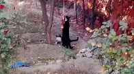 Çok Komik Kedi Videosu