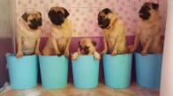Tatlı Pugların Banyo Vakti