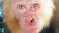 İlk Kez Karşılaşılan Albino Orangutan