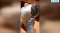 Sahibinin Ayağını Koklayınca Bayılan Kedi