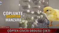 Çöpe Atılan Kartonlarca Yumurtadan Binlerce Civciv Çıktı 