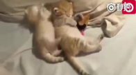 İki Yavru Kedinin Uyku Oyunları