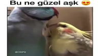 Bu Ne Güzel Aşk