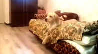 Uyanmak İstemeyen Tembel Köpek