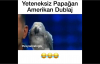 Yeteneksiz Papağan - Amerikan Dublaj