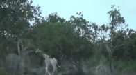 Türüne Az Rastlanan Beyaz Zürafa Görüntülendi