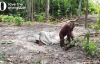 Başına Çuval Geçiren Orangutanın Komik Halleri