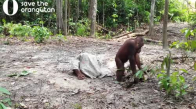 Başına Çuval Geçiren Orangutanın Komik Halleri