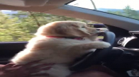 Tatlı Köpeğin Araba Kullanması