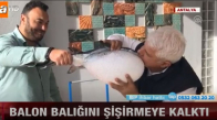 Balon Balığını Yanlış Anlayan Adam
