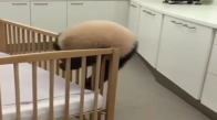 Yataktan İnmeye Çalışan Şaşkın Panda