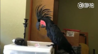 Siyah Papağan