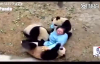 Pandaların Gazabına Uğrayan Bakıcılar