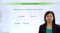 EBA BİYOLOJİ LİSE - CANLILARIN TEMEL BİRİMİ HÜCRE - HÜCRE ZARINDA MADDE ALIŞVERİŞİ  AKTİF TAŞIMA, ENDOSİTOZ VE EKZOSİTOZ - ENDOSİTOZ