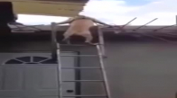 Çatıdan Merdivenle İnen Köpek