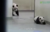 Anne Pandanın Yavrusunu Uyutmaya Çalışması