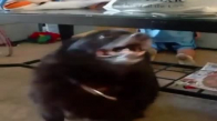 Köpeklerin Dansı