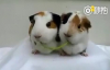 Yemek Paylaşamayan Hamsterlar