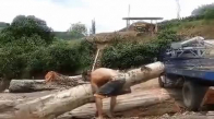 Kocaman Ağaç Gövdesini Kaldıran Sivri Zekalı Adam