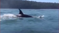 Katil Balinaların Heyecanlandıran Sessiz Ziyareti