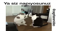 Pati Savaşı Yapan Kediler