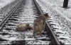Tren Rayları Üzerinde Yaralı Arkadaşını Yalnız Bırakmayan Köpek