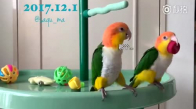 Şişe Kapağı Yüzünden Dövüşen Papağanlar