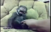 Maymunun Gülmesi