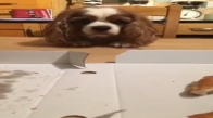 Pizza İçin Bekleyen Sevimli Köpek