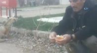 Kedinin Ekmeğine Ortak Olan Tilki