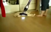 Elektrikli Süpürge Fantazisi Yapan Kedi