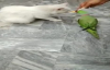 Papağan Ve Kedinin Aynı Kaşıktan Yemek Yemesi