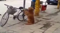 Bisikleti Bir An Bile Bırakmayan Köpek