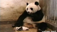 Bebek Panda Hapşurarak Annesini Korkutuyor
