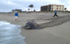 Florida'da Görülen Deri Sırtlı Deniz Kaplumbağası