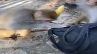 Hasılatı Toplayan Kapkaççı Maymun 