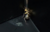 Bombardıman Böceği Yiyen Kurbağanın Hazımsızlık Çekmesi