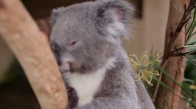 Koala ile Kelebeğin Dostluğu