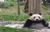 Pandaların Sevimli Halleri