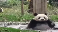 Pandaların Sevimli Halleri