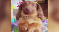 Kadraja Girmeye Çalışan Köpek