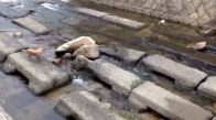 Derede Topuyla Oynayan Küçük Köpek