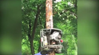 Ağaca Tırmanarak Tıraşlayan Robot