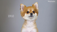 Pomeranian Köpeklerinin 100 Yıl İçerisinde Değişen Güzellik Anlayışları